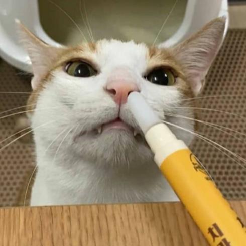 韓國Chika潔牙筆(牙膏牙刷一支搞定)幼貓-細節圖5