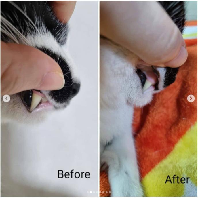 韓國Chika潔牙筆(牙膏牙刷一支搞定)幼貓-細節圖7