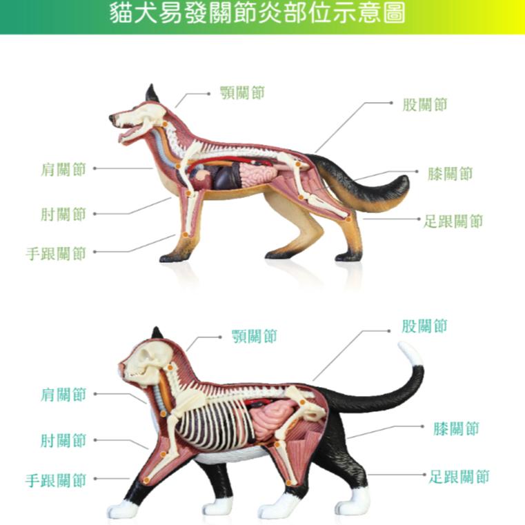 【虎揚Life+】犬貓GOFREE-關節膠囊60粒-細節圖2