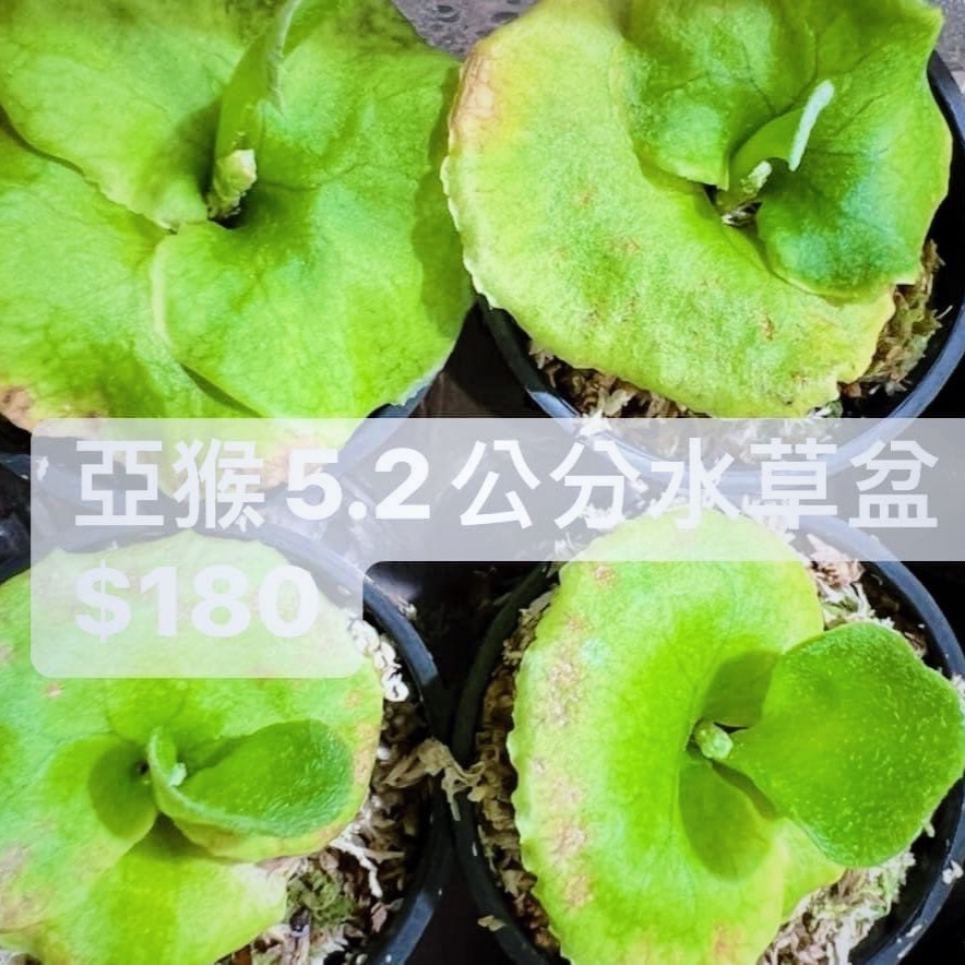 亞猴鹿角蕨 2吋水草盆 180元-細節圖2