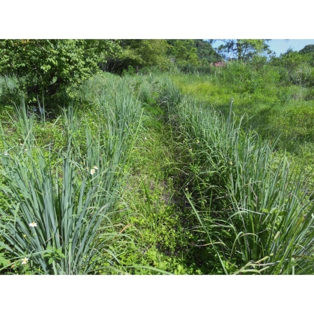 預購檸檬草茶包-細節圖3