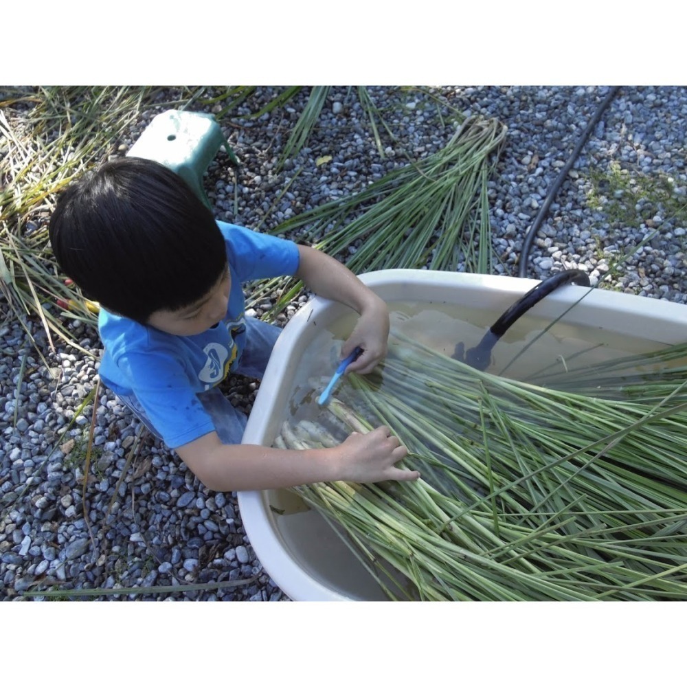 預購檸檬草茶包-細節圖4