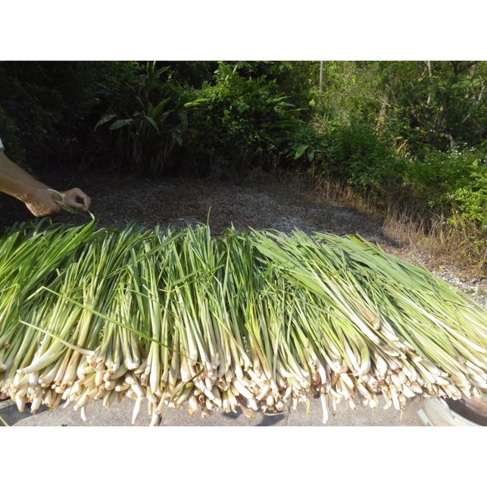 預購檸檬草茶包-細節圖5