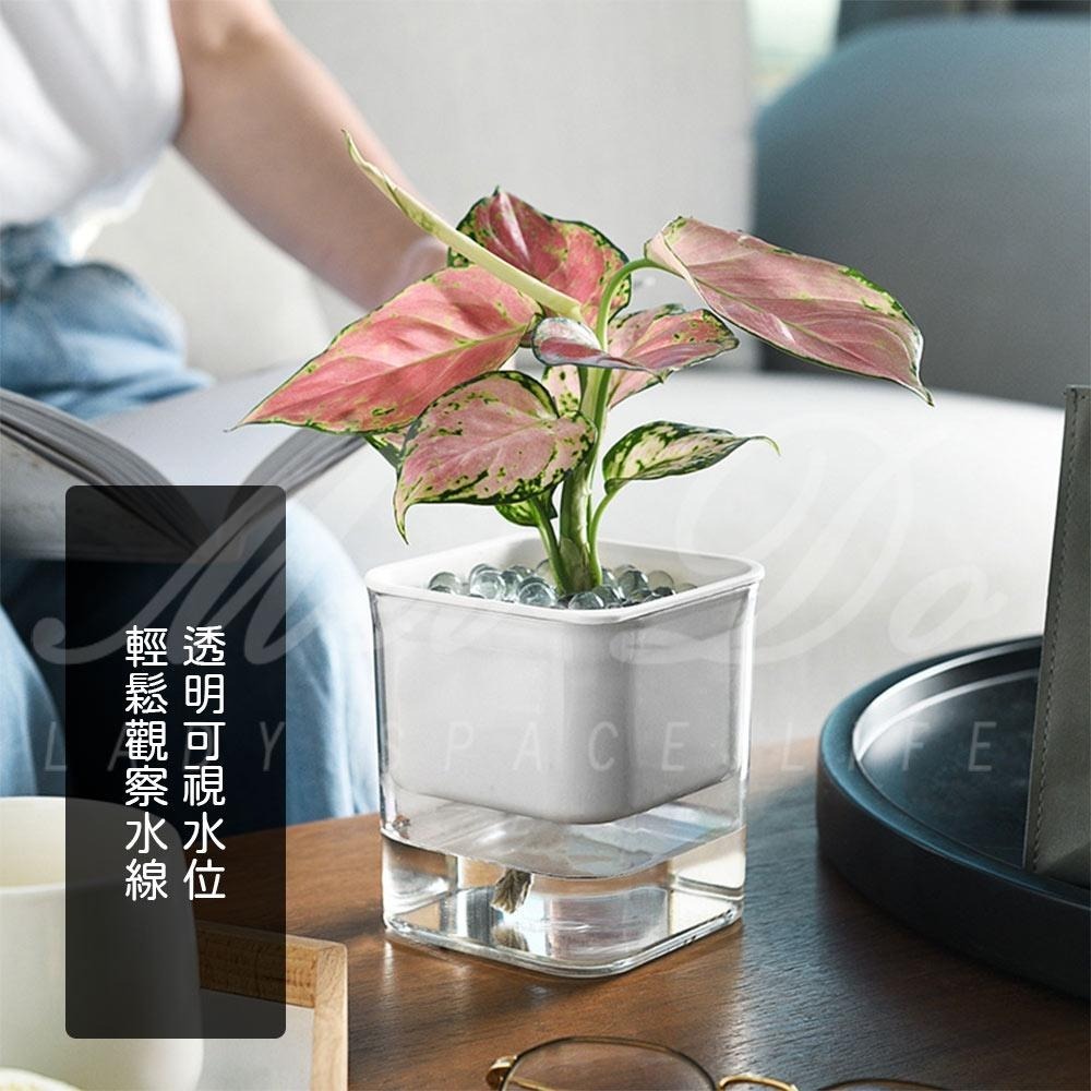 【Mei-Do】自動吸水 懶人養殖盆 水耕栽培法 吸水花盆 水培花盆 自動吸水盆栽 懶人花盆 水耕法 水耕栽培法-細節圖4