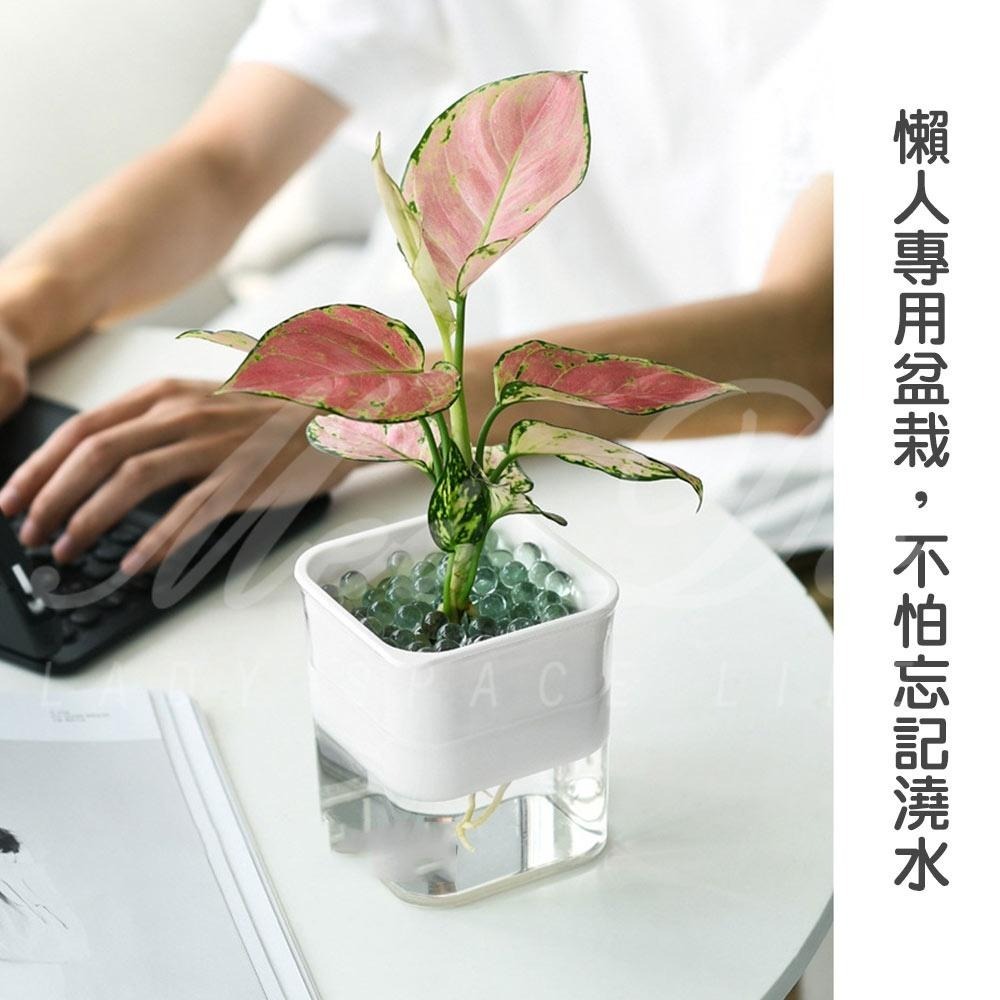 【Mei-Do】自動吸水 懶人養殖盆 水耕栽培法 吸水花盆 水培花盆 自動吸水盆栽 懶人花盆 水耕法 水耕栽培法-細節圖5