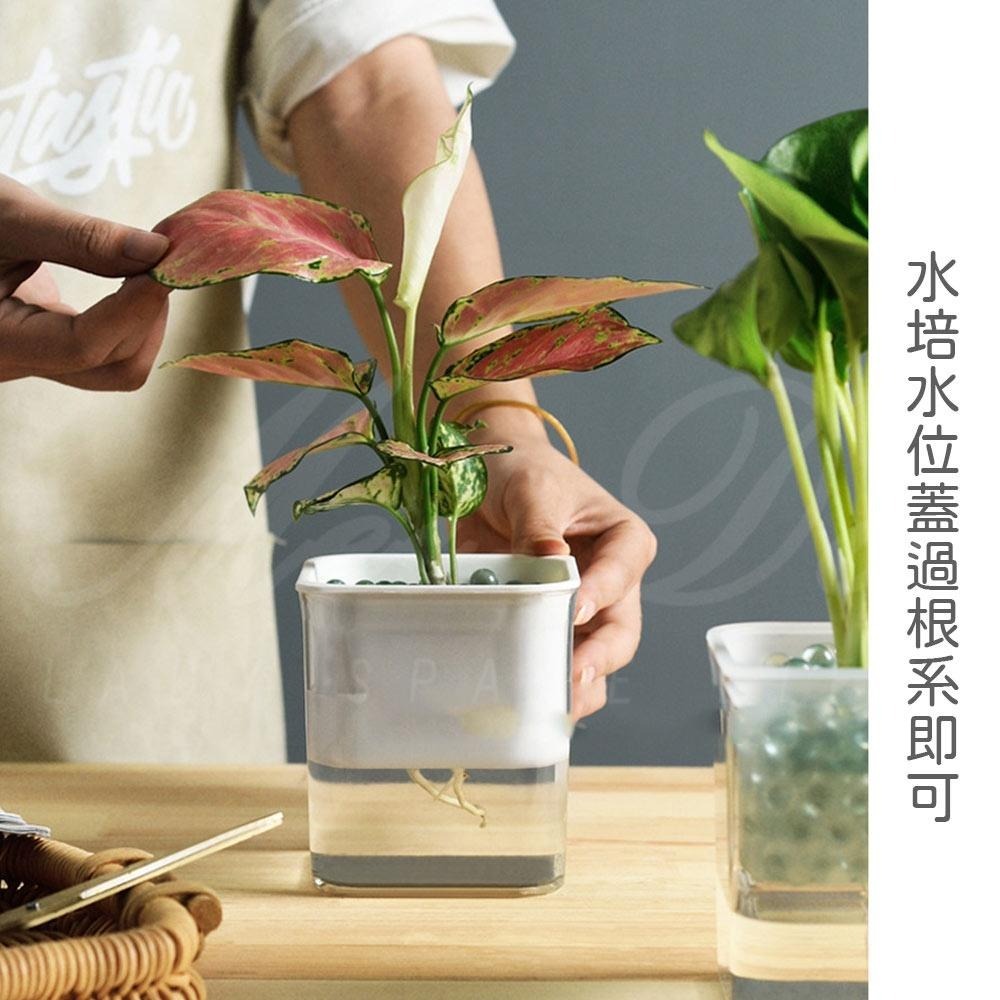 【Mei-Do】自動吸水 懶人養殖盆 水耕栽培法 吸水花盆 水培花盆 自動吸水盆栽 懶人花盆 水耕法 水耕栽培法-細節圖6