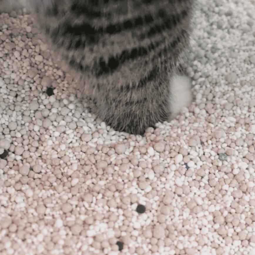 【Eco Sprint 奔奔】銀淨炭｜環保除臭粒｜貓砂除臭神器-細節圖6