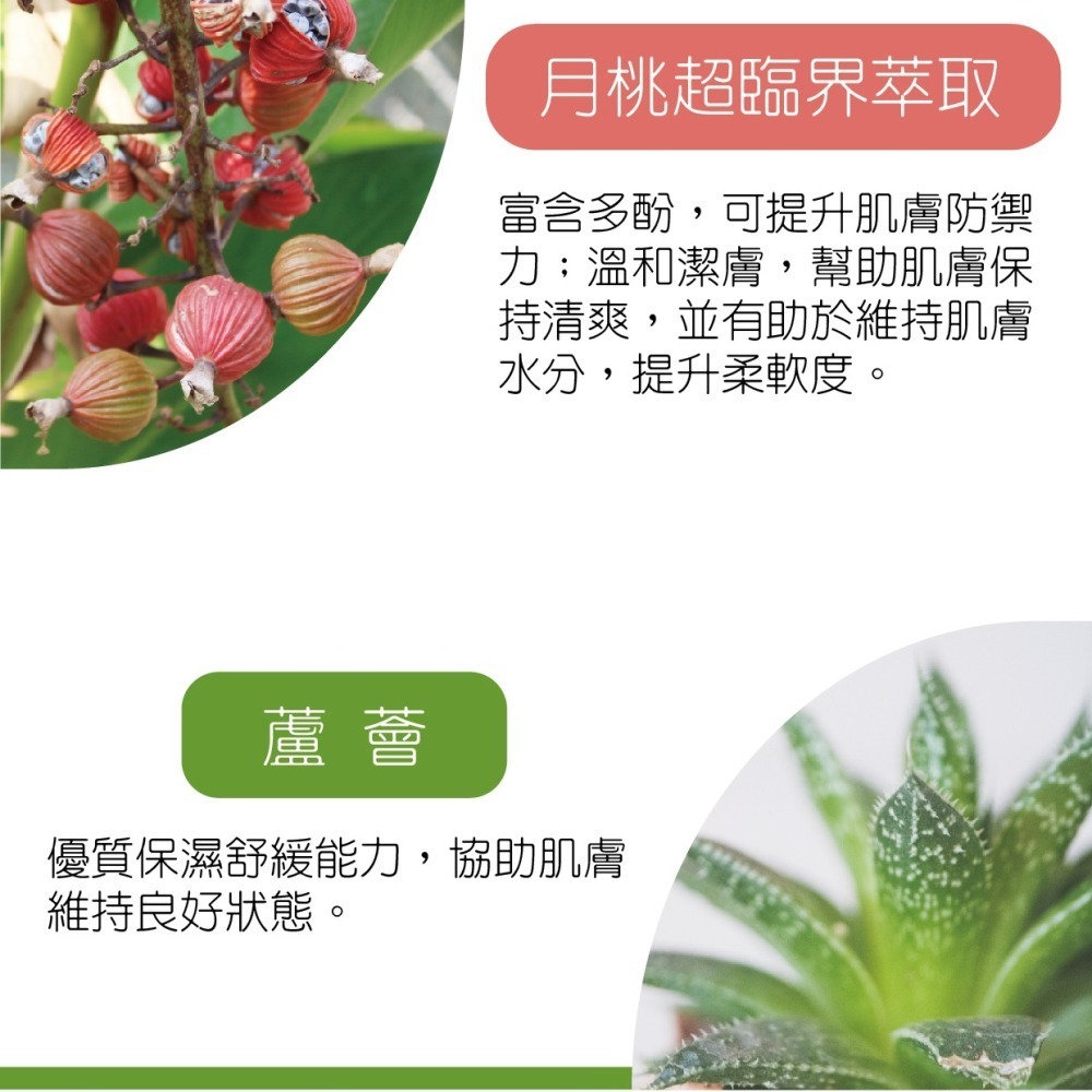 【月桃故事】月桃沐浴乳 | 月桃蘆薈精華 溫和潔淨 水嫩不緊繃 | 告別黏膩 潤澤透亮 | 台灣製造-細節圖2