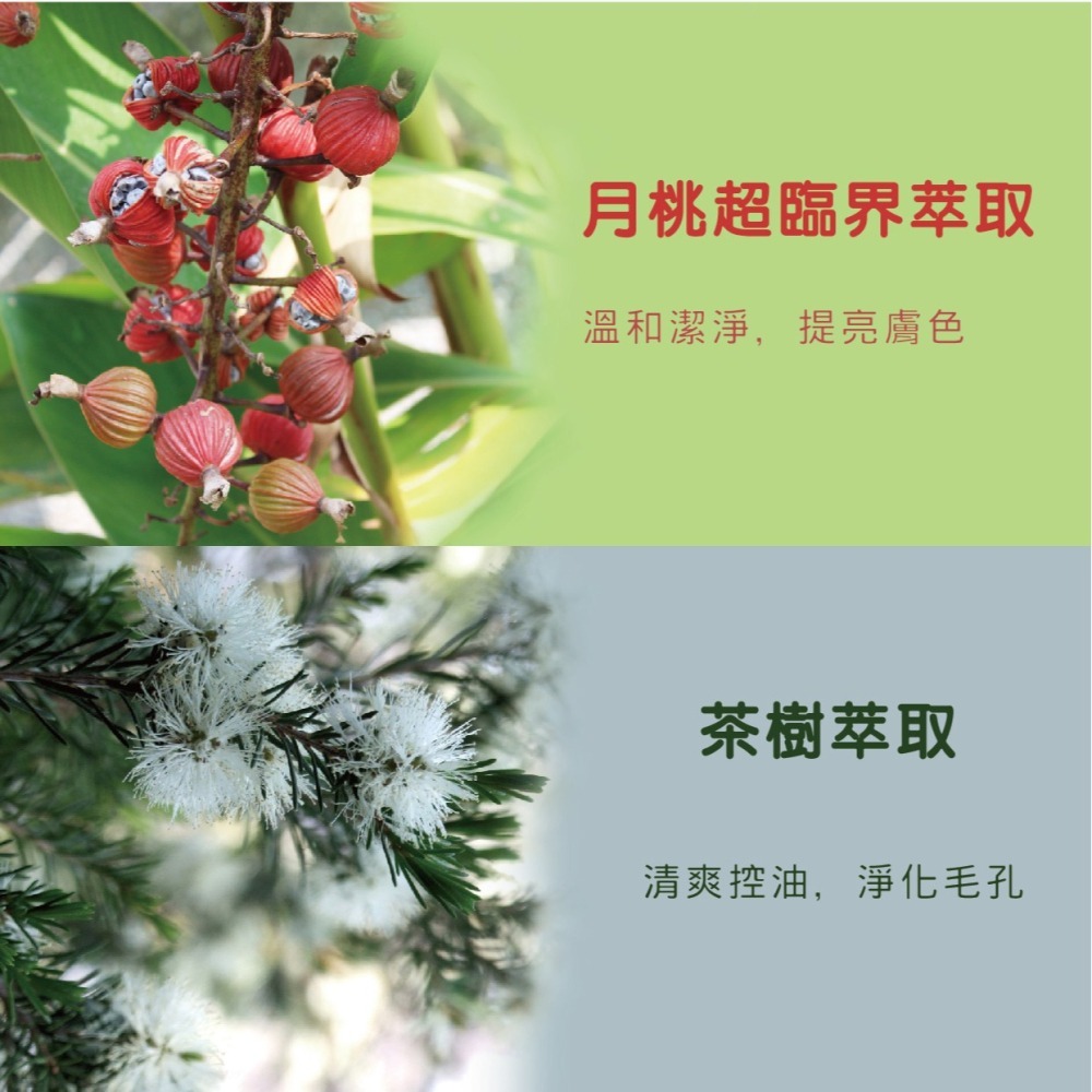 【官方直營】 月桃洗面乳 | 超臨界月桃萃取 | 清爽控油 不緊繃 保濕淨顏 潔顏乳-細節圖2