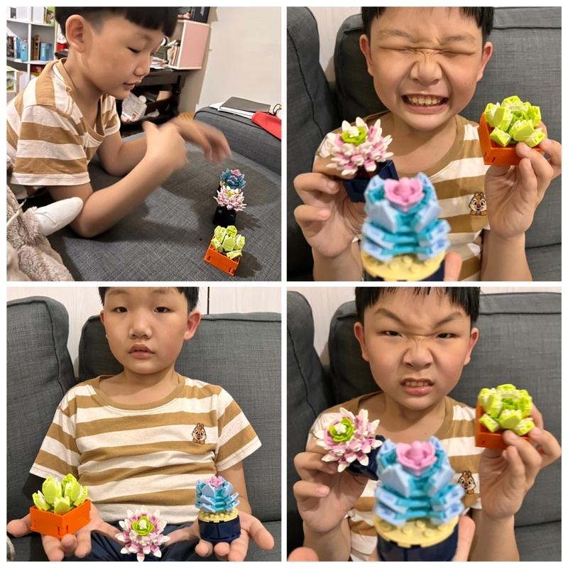 多肉積木 【台灣現貨】商檢字號：M55080 ●多肉植物 盲盒 積木盒植物小顆粒積木 (隨機) 盲盒 永生花積木盆栽積木-細節圖6