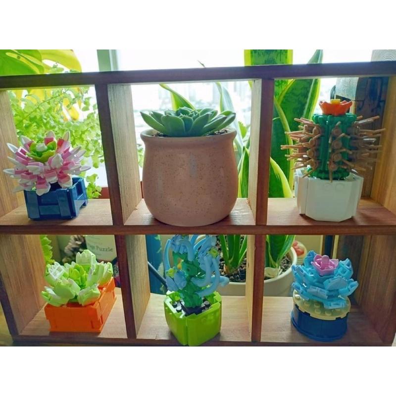 多肉積木 【台灣現貨】商檢字號：M55080 ●多肉植物 盲盒 積木盒植物小顆粒積木 (隨機) 盲盒 永生花積木盆栽積木-細節圖8