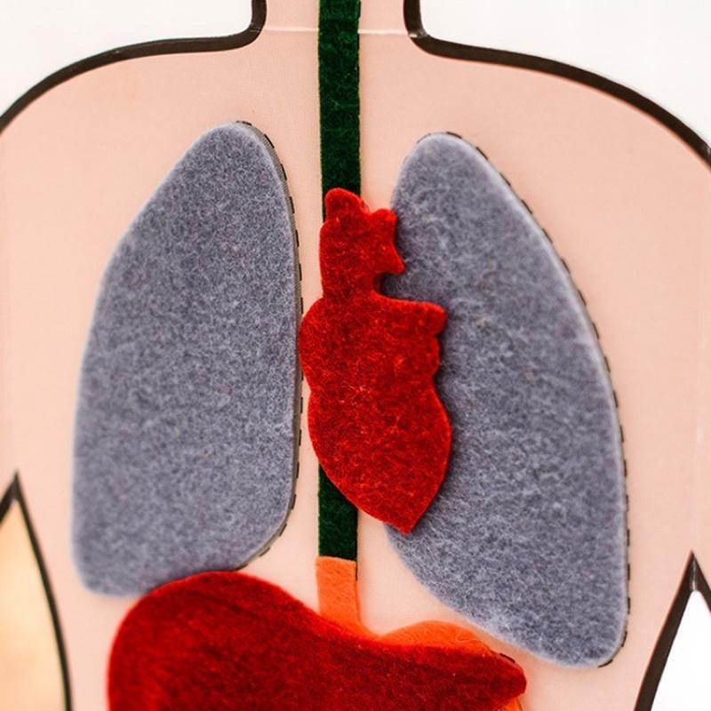 人體內臟教具 創意兒童不織布手工diy製作材料包中英文認知手工 diy材料包-細節圖3