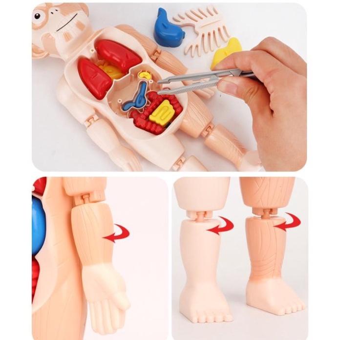 台灣現貨~人體器官模型玩具、人體立體拼圖🧸人體器官模型玩具 兒童科教人體器官模型 人體教具 人體器官 早教 拼插玩具認知-細節圖2