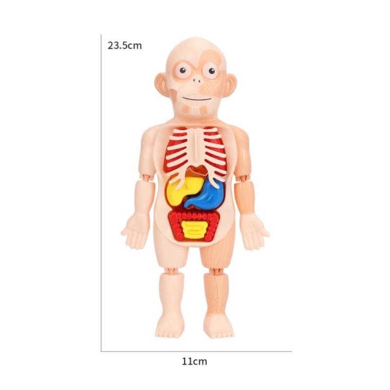 台灣現貨~人體器官模型玩具、人體立體拼圖🧸人體器官模型玩具 兒童科教人體器官模型 人體教具 人體器官 早教 拼插玩具認知-細節圖3