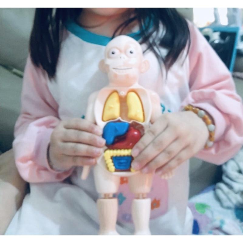 台灣現貨~人體器官模型玩具、人體立體拼圖🧸人體器官模型玩具 兒童科教人體器官模型 人體教具 人體器官 早教 拼插玩具認知-細節圖4