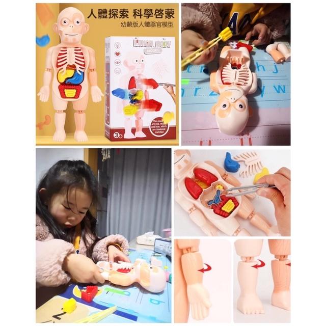 台灣現貨~人體器官模型玩具、人體立體拼圖🧸人體器官模型玩具 兒童科教人體器官模型 人體教具 人體器官 早教 拼插玩具認知-細節圖5