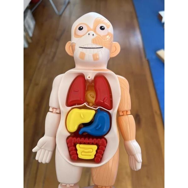 台灣現貨~人體器官模型玩具、人體立體拼圖🧸人體器官模型玩具 兒童科教人體器官模型 人體教具 人體器官 早教 拼插玩具認知-細節圖6