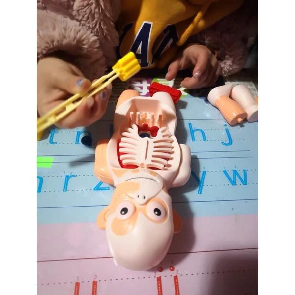 台灣現貨~人體器官模型玩具、人體立體拼圖🧸人體器官模型玩具 兒童科教人體器官模型 人體教具 人體器官 早教 拼插玩具認知-細節圖8