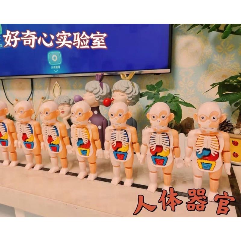 台灣現貨~人體器官模型玩具、人體立體拼圖🧸人體器官模型玩具 兒童科教人體器官模型 人體教具 人體器官 早教 拼插玩具認知-細節圖9
