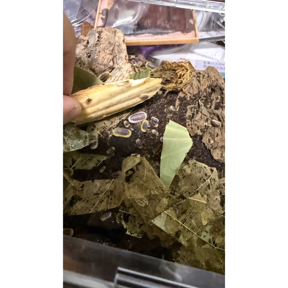 檸檬藍（10+1）-細節圖2