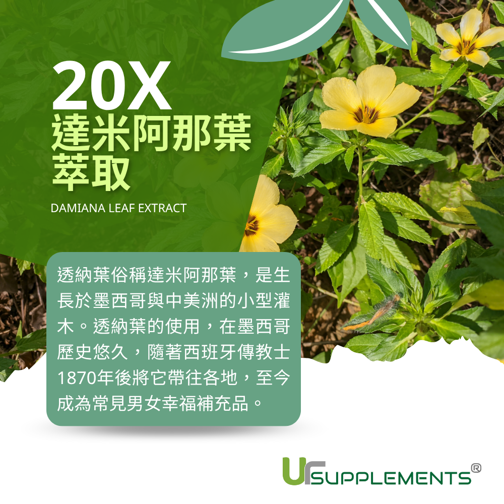 達米阿那葉萃取 透納葉萃取 Damiana 20倍高濃縮 60顆/瓶 全素《UrSupplements》-細節圖4