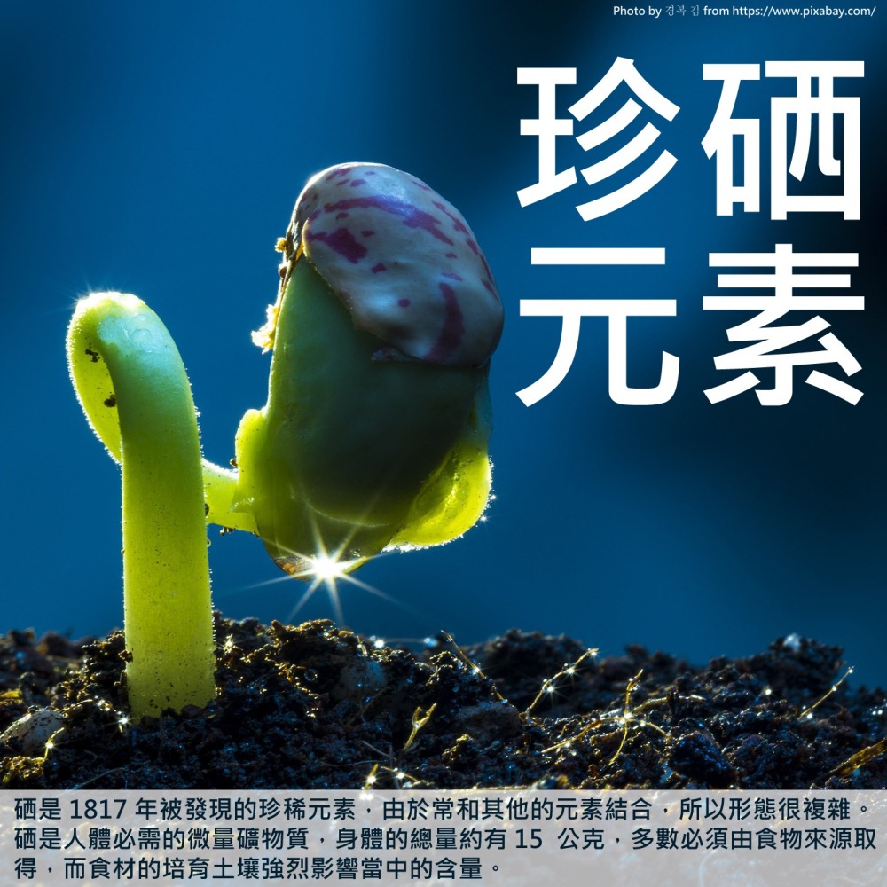 硒酵母 Lalmin Selenium 200 mcg 60顆/瓶 全素《UrSupplements》-細節圖2