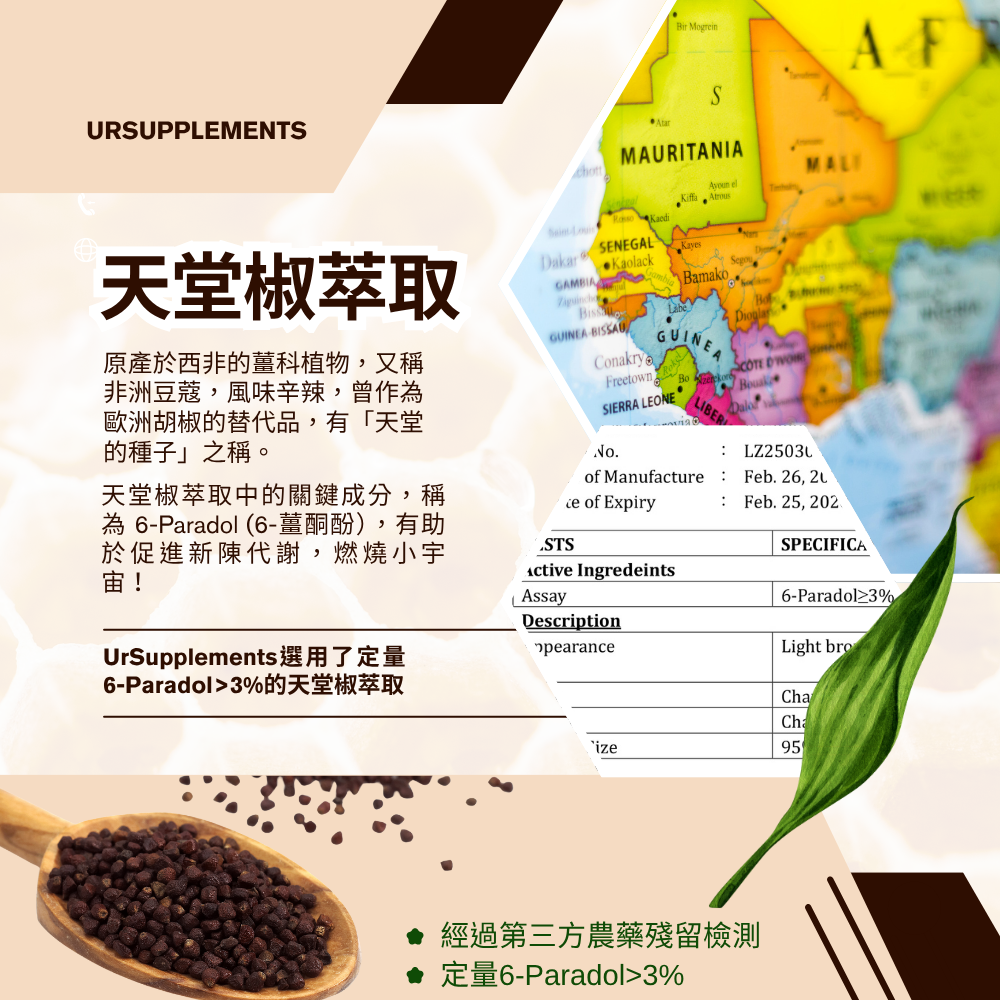 綠咖啡豆萃取複合膠囊 額外添加天堂椒萃取/綠茶萃取 定量綠原酸 60顆/瓶 全素《UrSupplements》-細節圖4