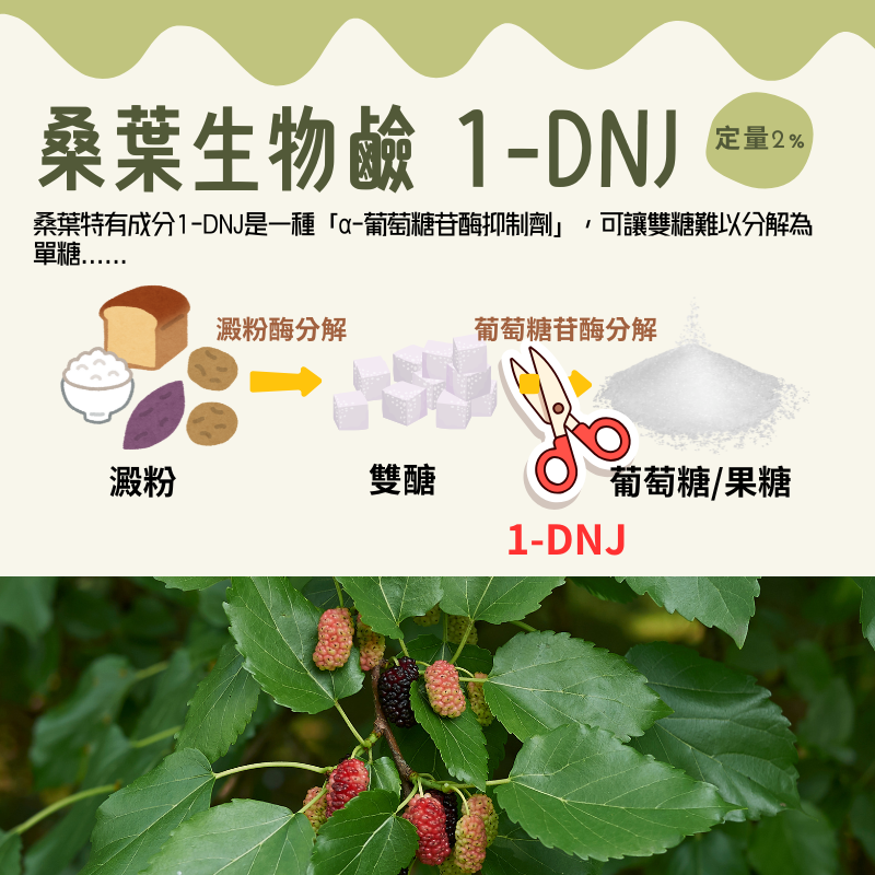 肉桂+桑葉萃取膠囊 添加武靴葉萃取 定量1-DNJ 60顆/瓶 全素《UrSupplements》-細節圖2