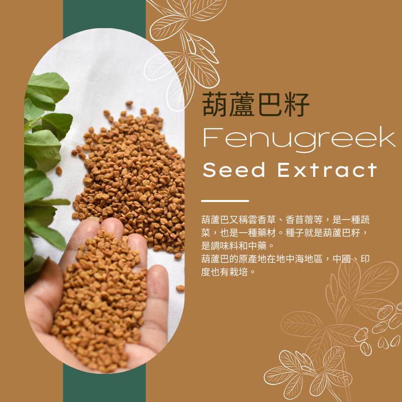 葫蘆巴籽萃取膠囊 Fenugreek Seed 定量葫蘆巴皂苷 100顆/瓶 全素《UrSupplements》-細節圖2