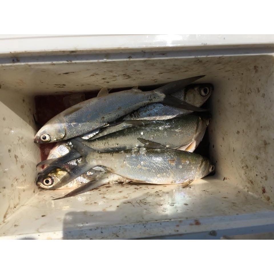 真空包裝高梁酒糟-不可食用！（釣魚大咬使用！）超商最多一次2包！-細節圖4