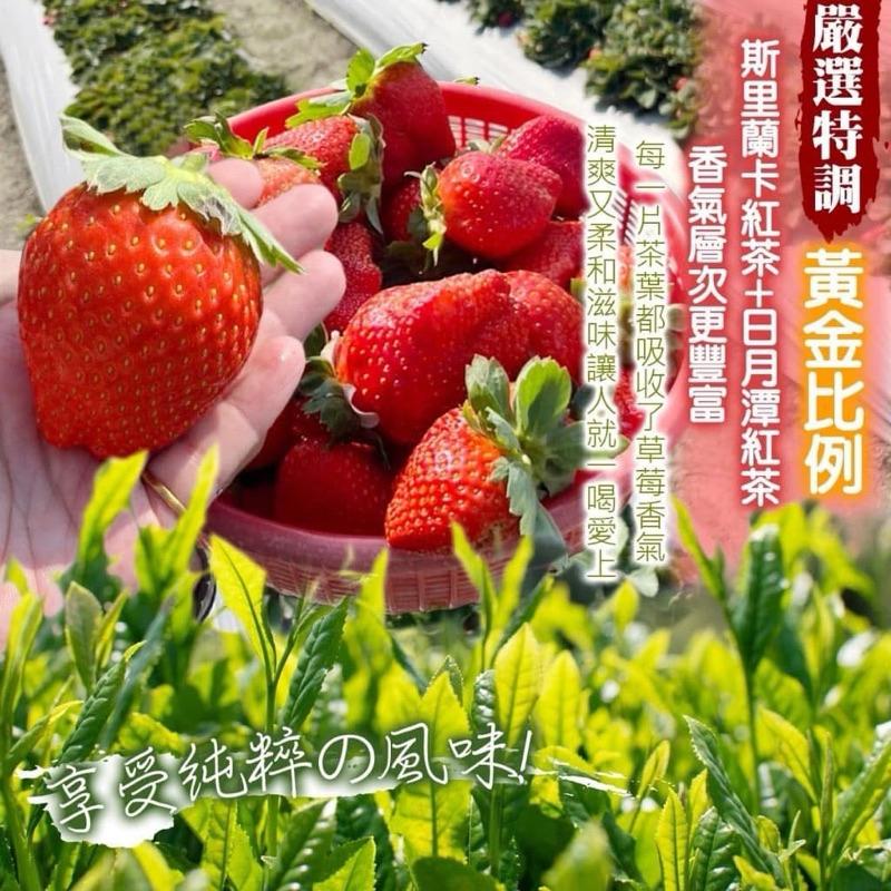 【粿女兒商行】🔥現貨 大湖草莓🍓紅茶☕️2.5g×50入-細節圖4
