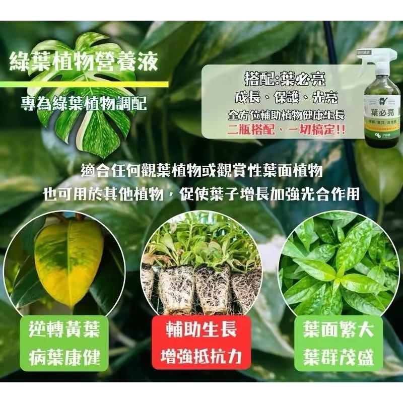【粿女兒商行】🔥預購 綠葉植物營養液 500ml 天然有機 免稀釋 室內觀賞植物 綠葉植物-細節圖2