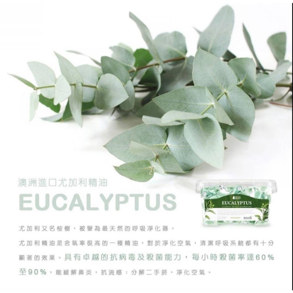 【粿女兒商行】🔥現貨 倍立淨 尤加利精油洗衣凝球80顆入（升級版）-細節圖3