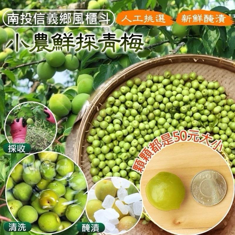 【粿女兒商行】 🔥現貨 高山巨無霸脆梅 300g 信義鄉風櫃斗脆梅-細節圖4