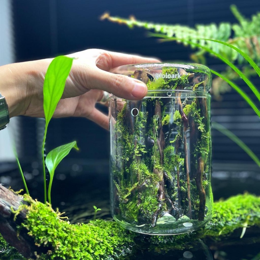 【詠湦水植工坊】Bioloark 露集杯｜ MY120 MY150 LH03 LH05 燈瓶組合 生態瓶 微景觀-細節圖5