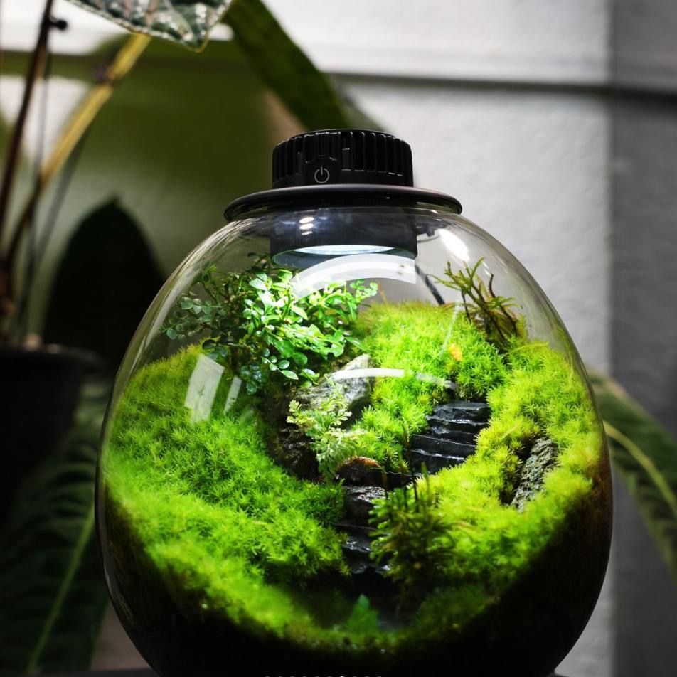 【詠湦水植工坊】Bioloark QD172 PD170 含燈生態瓶｜企鵝瓶 生態瓶 內建植物燈 微景觀 室內盆栽-細節圖6