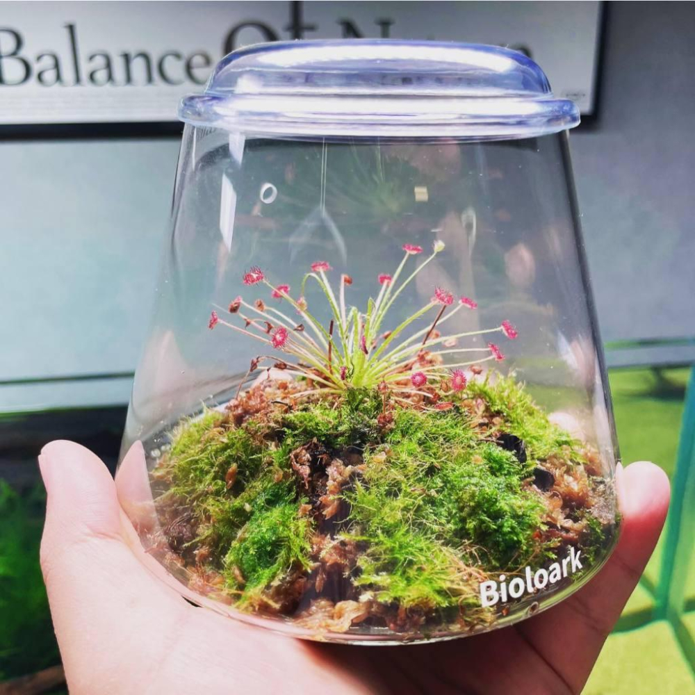 【詠湦水植工坊】Bioloark LH-01 泡泡杯禮盒套組 附高壓噴霧瓶｜苔蘚 生態瓶 多肉 聖誕禮物 交換禮物 禮盒-細節圖6