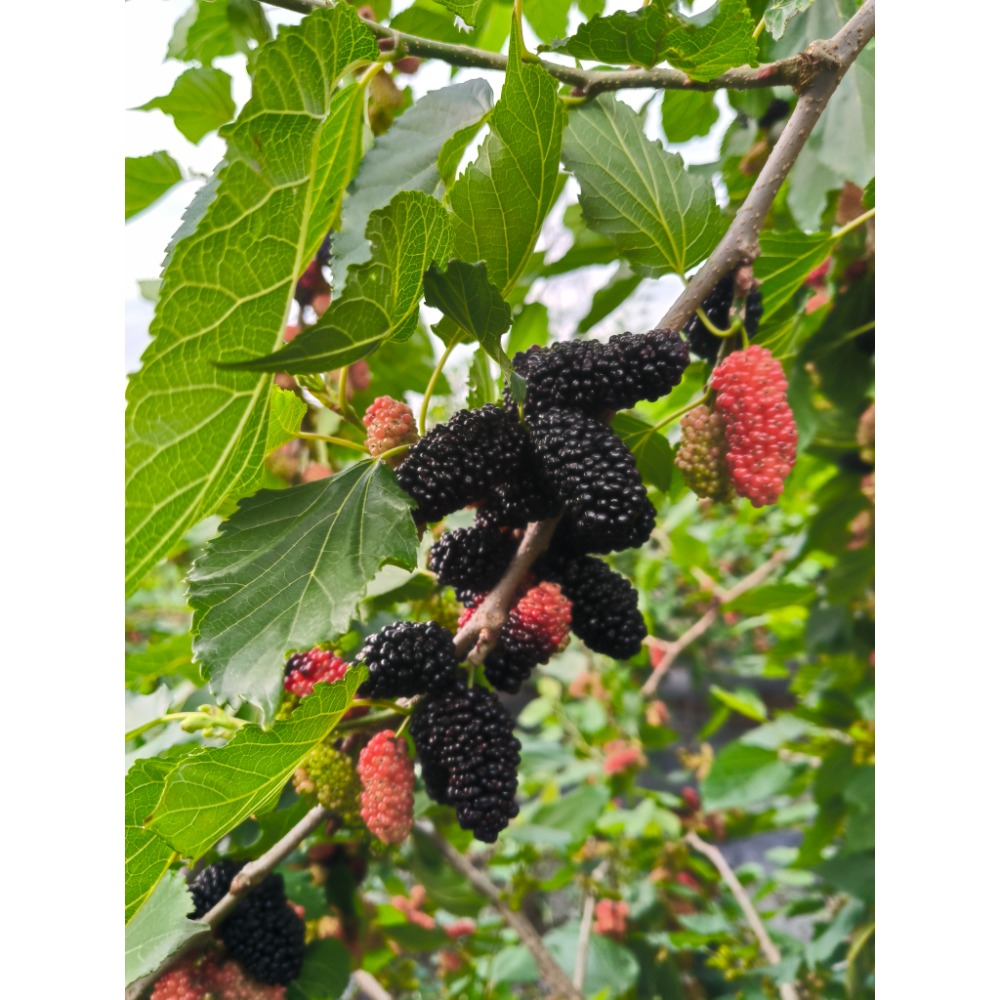 桑椹汁-細節圖2