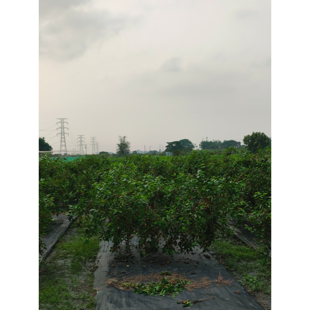 桑椹汁-細節圖3