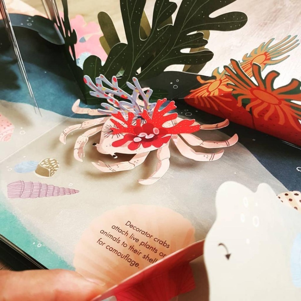 缺書店🍀獲獎精裝英文Shells: A POP -UP BOOK OF WONDER🍀嘆為觀止的絕美立體書：貝殼-細節圖2