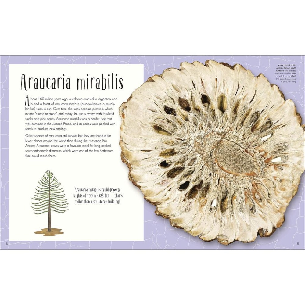 DK精裝英文科普Dinosaurs and other Prehistoric Life書側燙金非常精美【英國版】缺書店-細節圖7