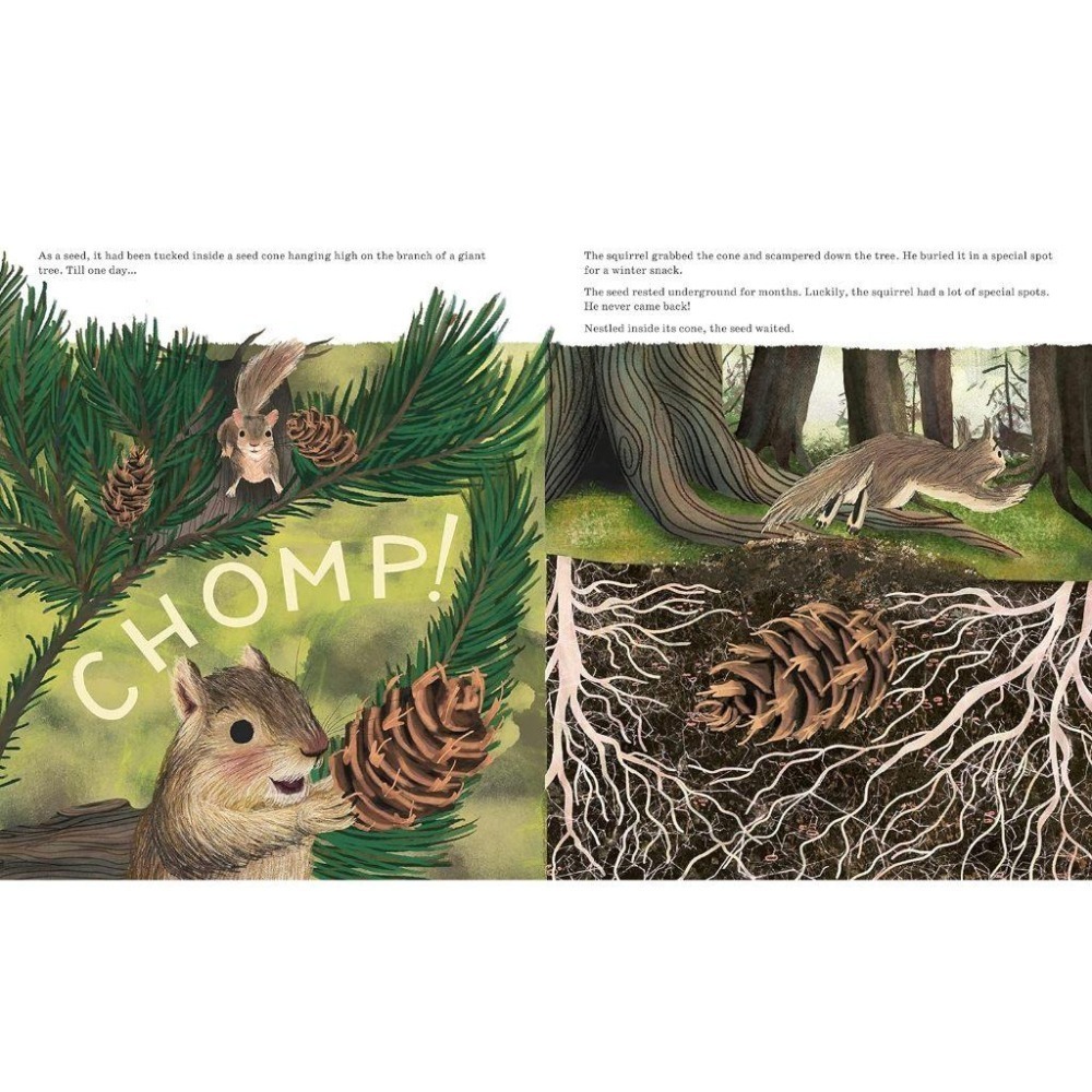 現貨🍀2022年獲獎英文知識繪本🍀Listen to the Language of the Trees🍀缺書店-細節圖4