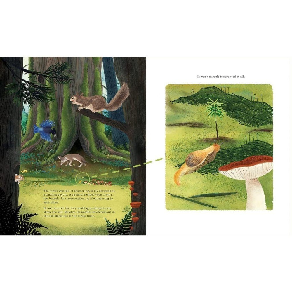 現貨🍀2022年獲獎英文知識繪本🍀Listen to the Language of the Trees🍀缺書店-細節圖8