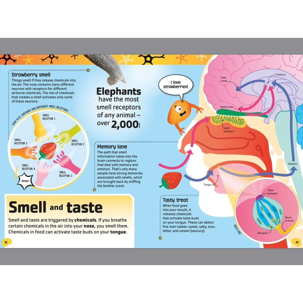 訂購&現貨🍀DK精裝英文自然科學書The DNA / Body /Brain /bacteria BooK🍀套書4冊-細節圖3