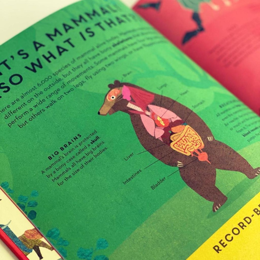 精裝英文知識繪本There are Mammals Everywhere🍀Britta Teckentrup🍀缺書店-細節圖4