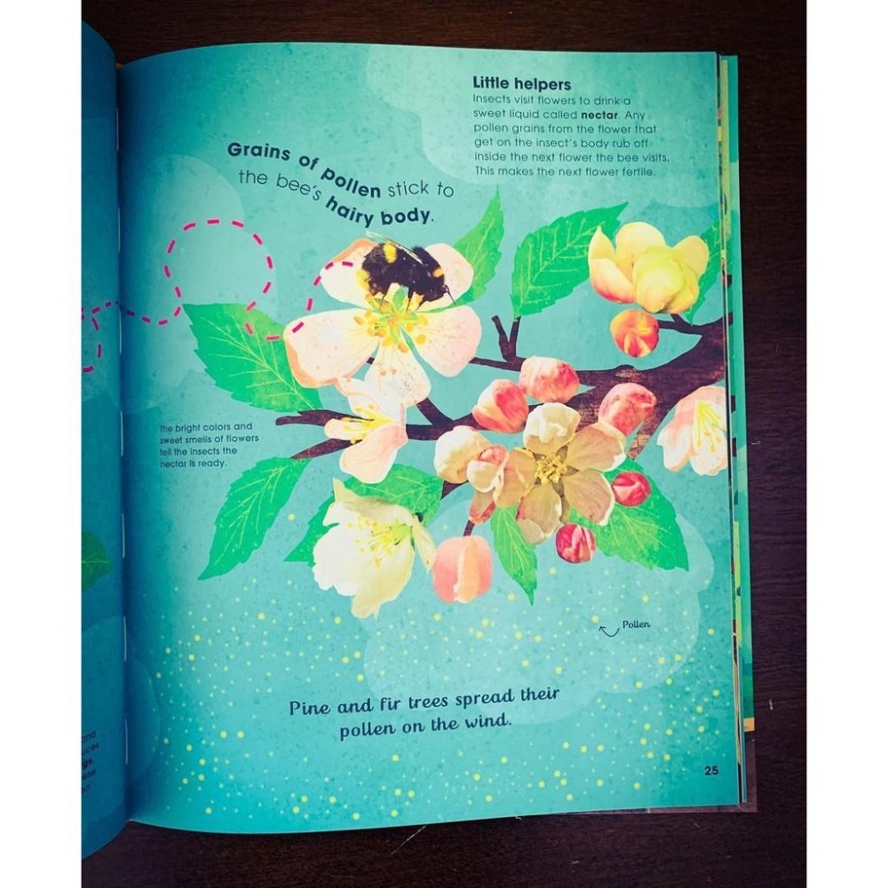 【贈音檔】🍀精裝DK自然科普書The Magic and Mystery of Trees認識和探索樹的奧妙🍀缺書店-細節圖2