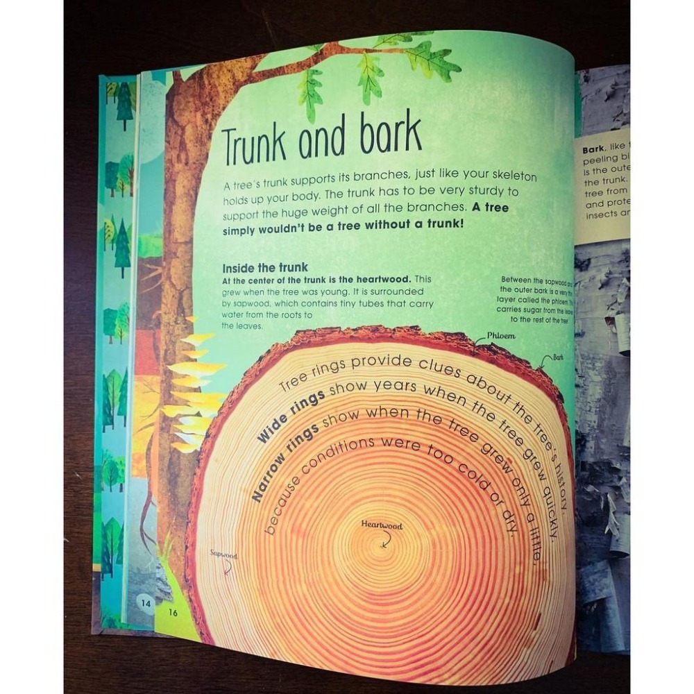 【贈音檔】🍀精裝DK自然科普書The Magic and Mystery of Trees認識和探索樹的奧妙🍀缺書店-細節圖4