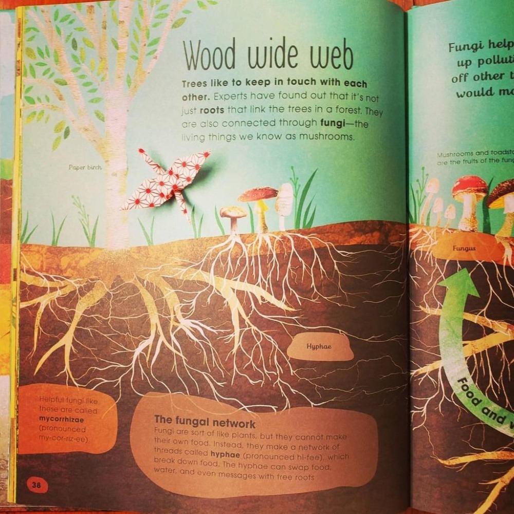 【贈音檔】🍀精裝DK自然科普書The Magic and Mystery of Trees認識和探索樹的奧妙🍀缺書店-細節圖7