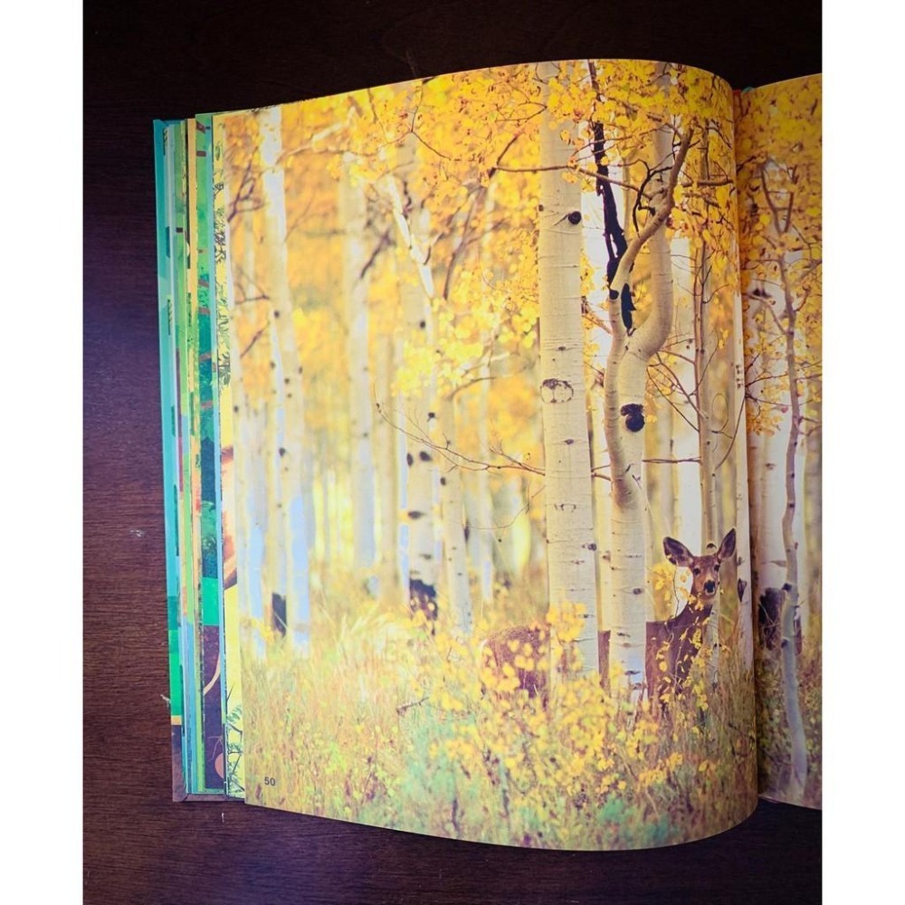 【贈音檔】🍀精裝DK自然科普書The Magic and Mystery of Trees認識和探索樹的奧妙🍀缺書店-細節圖8