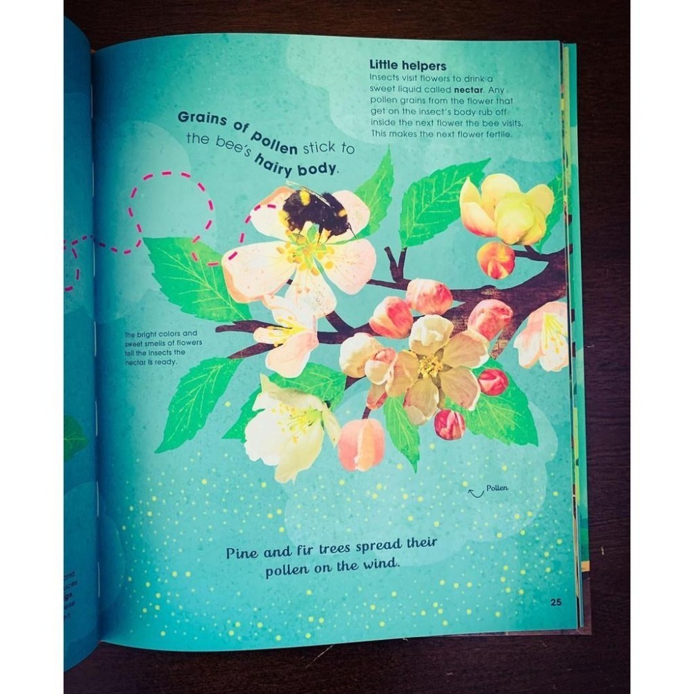 【贈音檔】🍀精裝DK自然科普書The Magic and Mystery of Trees認識和探索樹的奧妙🍀缺書店-細節圖2